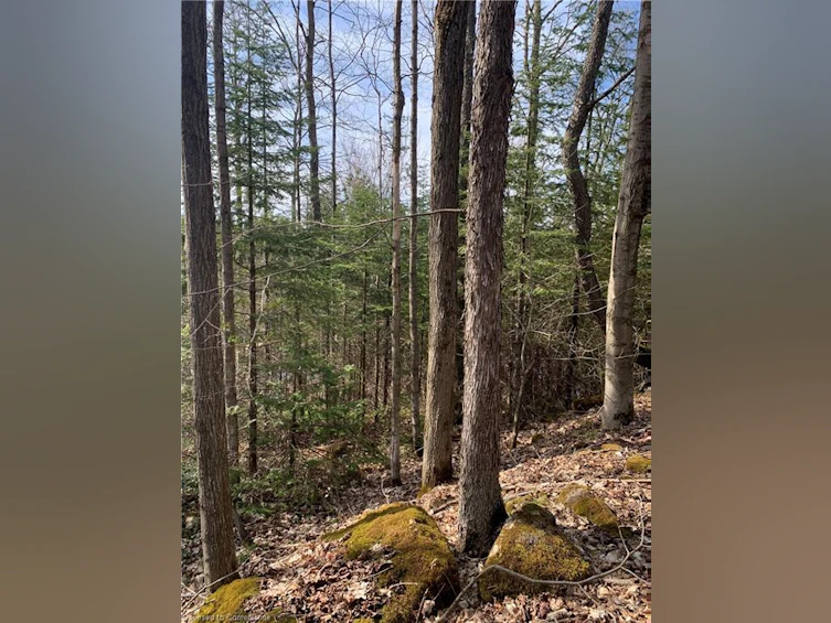LOT 31 8th Concession B, Grey Highlands, ON, N0C 1M0 - 4