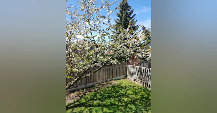 5202 Huntingfield Drive, Mississauga, ON, L5R 2L8 - 38