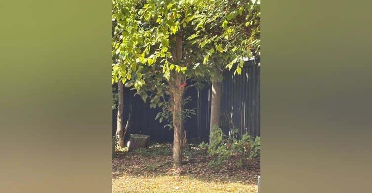 Upper-55 Apple Drive, Cambridge, ON, N3C 0E7 - 25