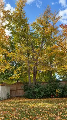 307 Lindan Avenue, Smith-Ennismore-Lakefield, ON, K9L 1K8 - 12