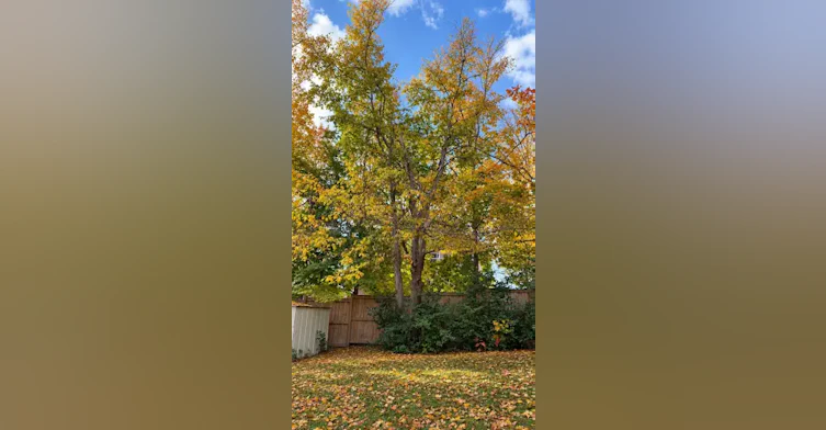 307 Lindan Avenue, Smith-Ennismore-Lakefield, ON, K9L 1K8 - 12