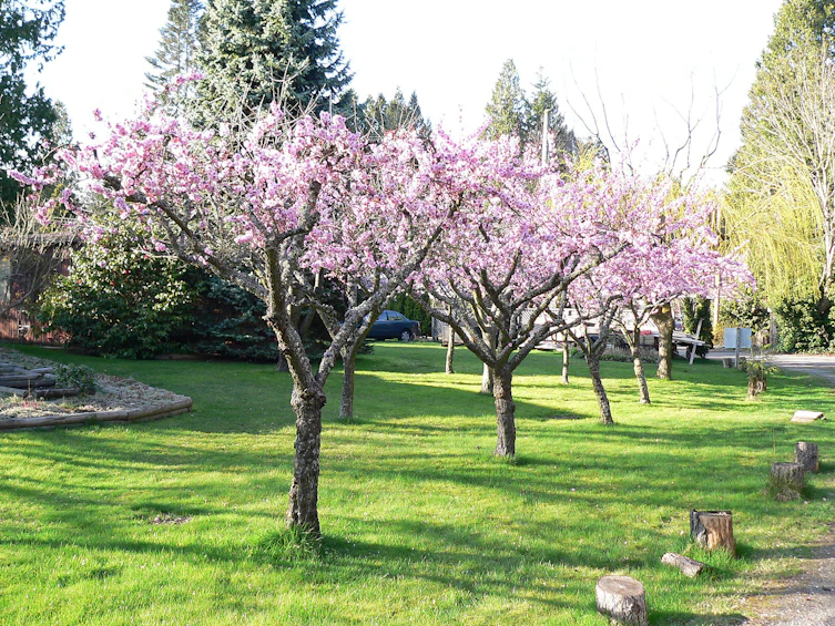 2250 Christopherson 19 Road, Surrey, BC, V4A 3L3 - 8