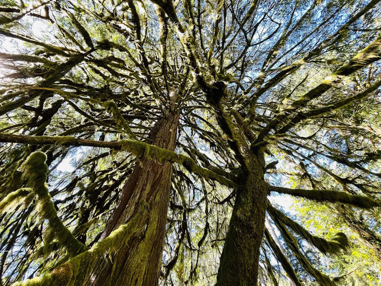 DL Brittain River, Pender Harbour Egmont, BC, V0N 2W0 - 11
