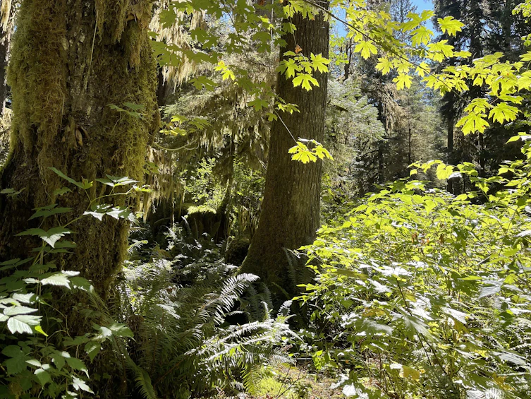 DL Brittain River, Pender Harbour Egmont, BC, V0N 2W0 - 15