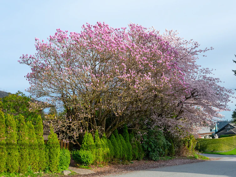1296 Inglewood Avenue, West Vancouver, BC, V7T 1Y6 - 2