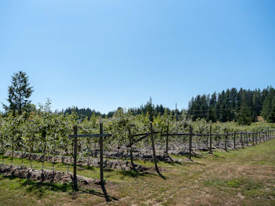 6316 Crowston Road - 5