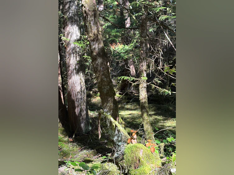 Lot-B Porters Road, Pender Harbour Egmont, BC, V0N 2H1 - 5