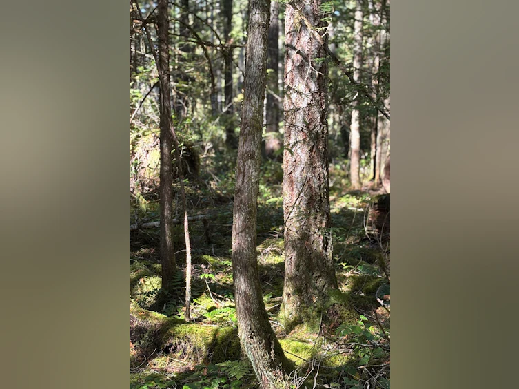Lot-B Porters Road, Pender Harbour Egmont, BC, V0N 2H1 - 4