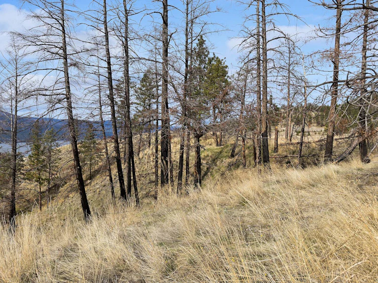 Lot-20 Tyndall Road, Lake Country, BC, V4V 0A9 - 16