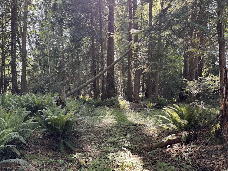 Lot-A Sechelt Inlet Road, Sechelt, BC, V7Z 0L3 - 15