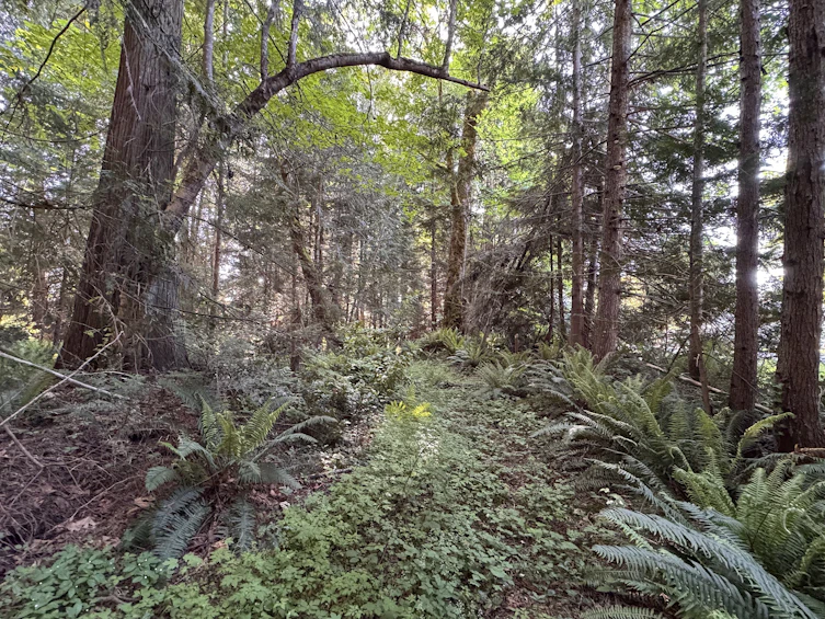 Lot-A Sechelt Inlet Road, Sechelt, BC, V7Z 0L3 - 21