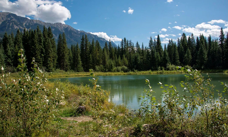 4227-4233 Beaverfoot Forest Service Road