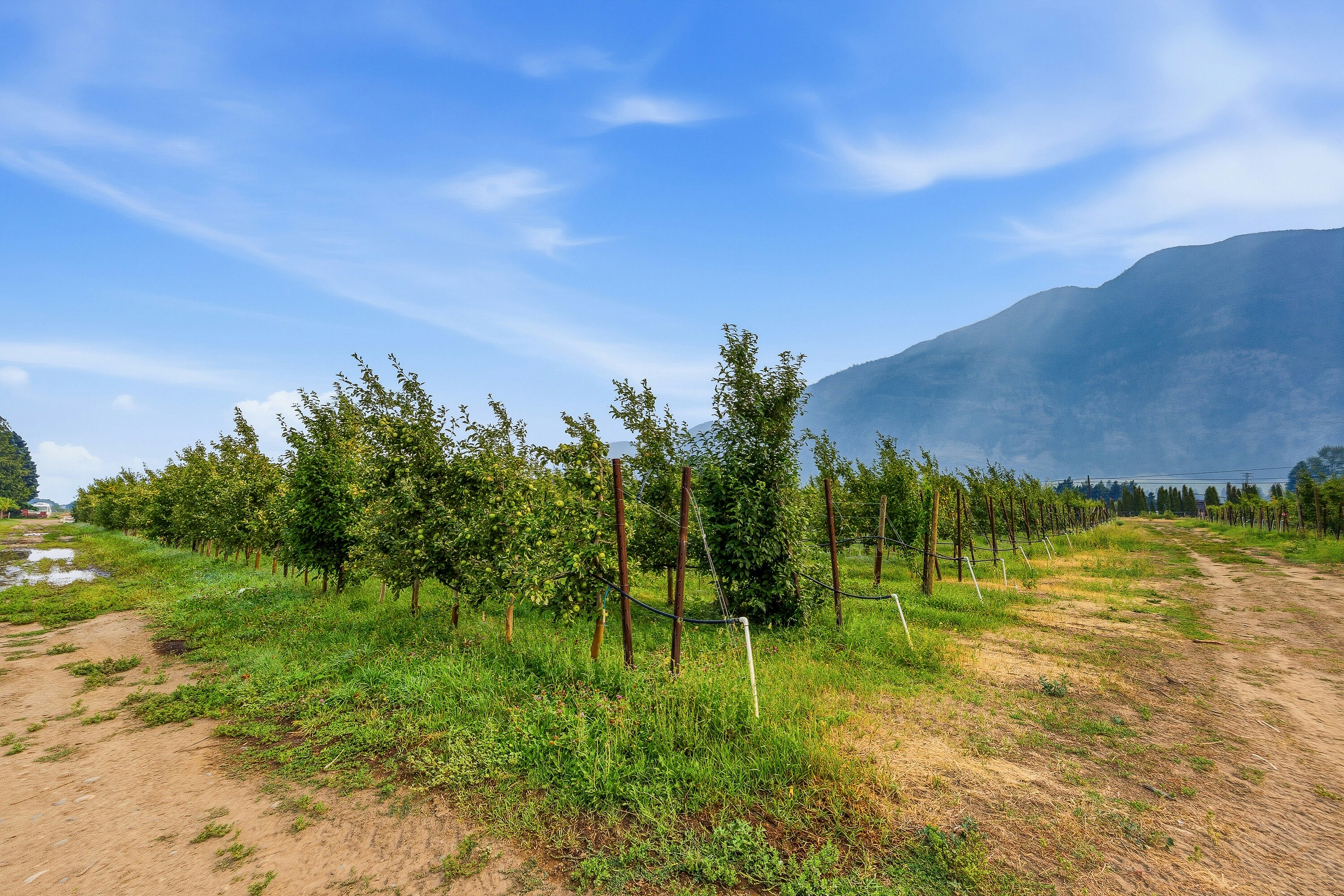 2249 Agar Road, Cawston, BC, V0X 1C2 - 81