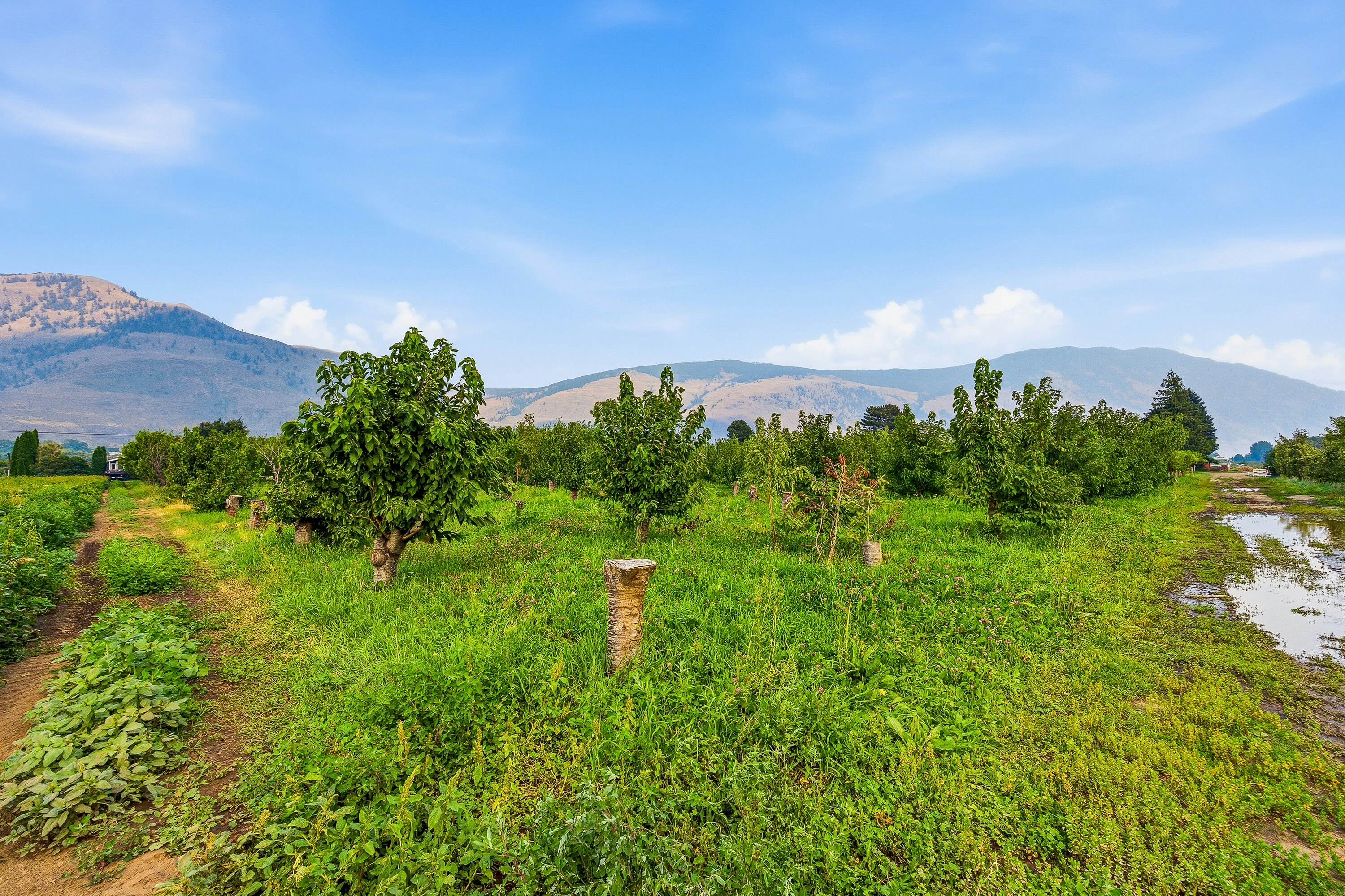 2249 Agar Road, Cawston, BC, V0X 1C2 - 82