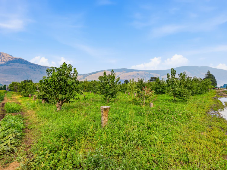 2249 Agar Road, Cawston, BC, V0X 1C2 - 82