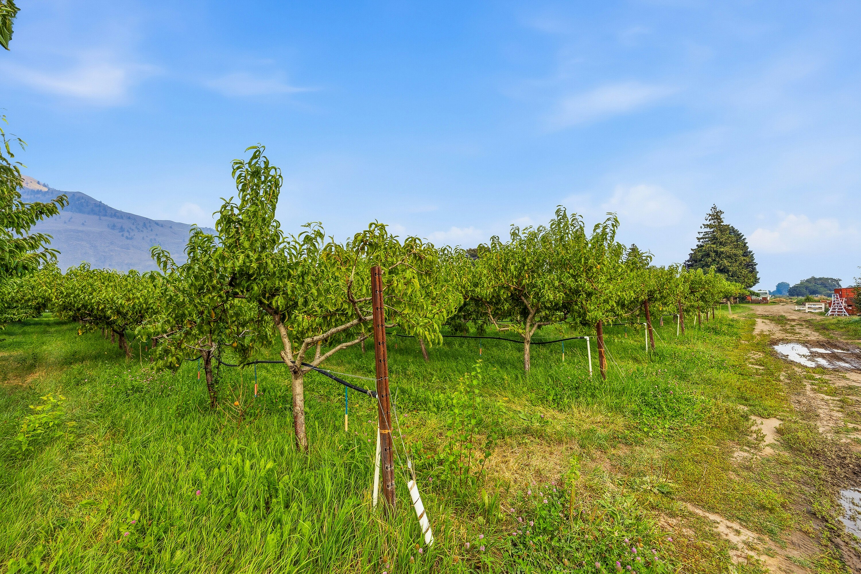 2249 Agar Road, Cawston, BC, V0X 1C2 - 84