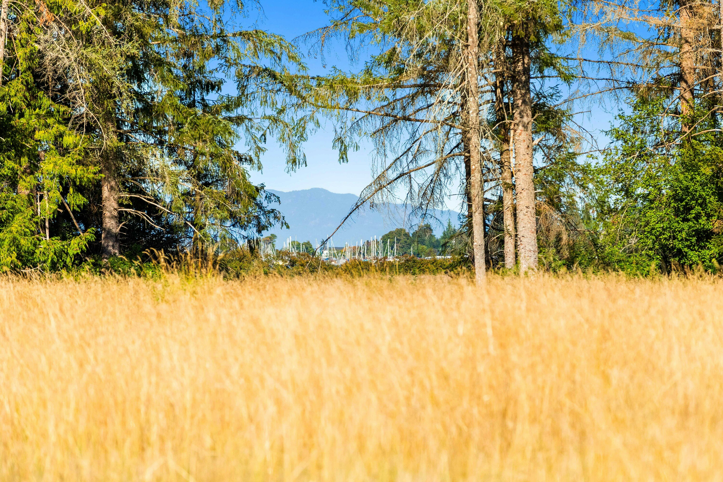 Lot-1 Wavell Road, Fanny Bay, BC, V0R 1W0 - 19