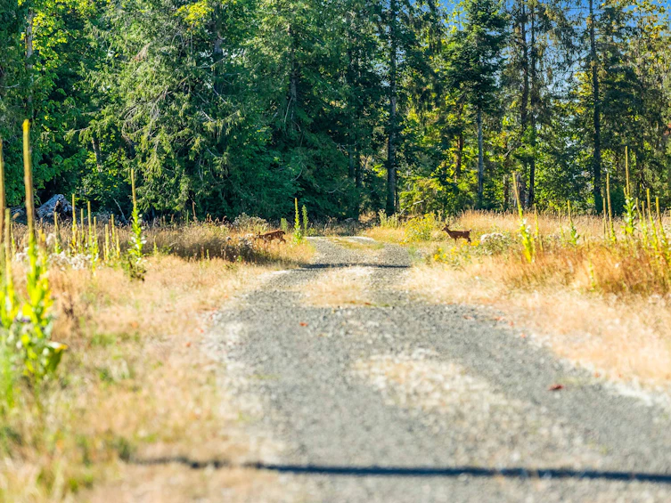 Lot-1 Wavell Road, Fanny Bay, BC, V0R 1W0 - 13