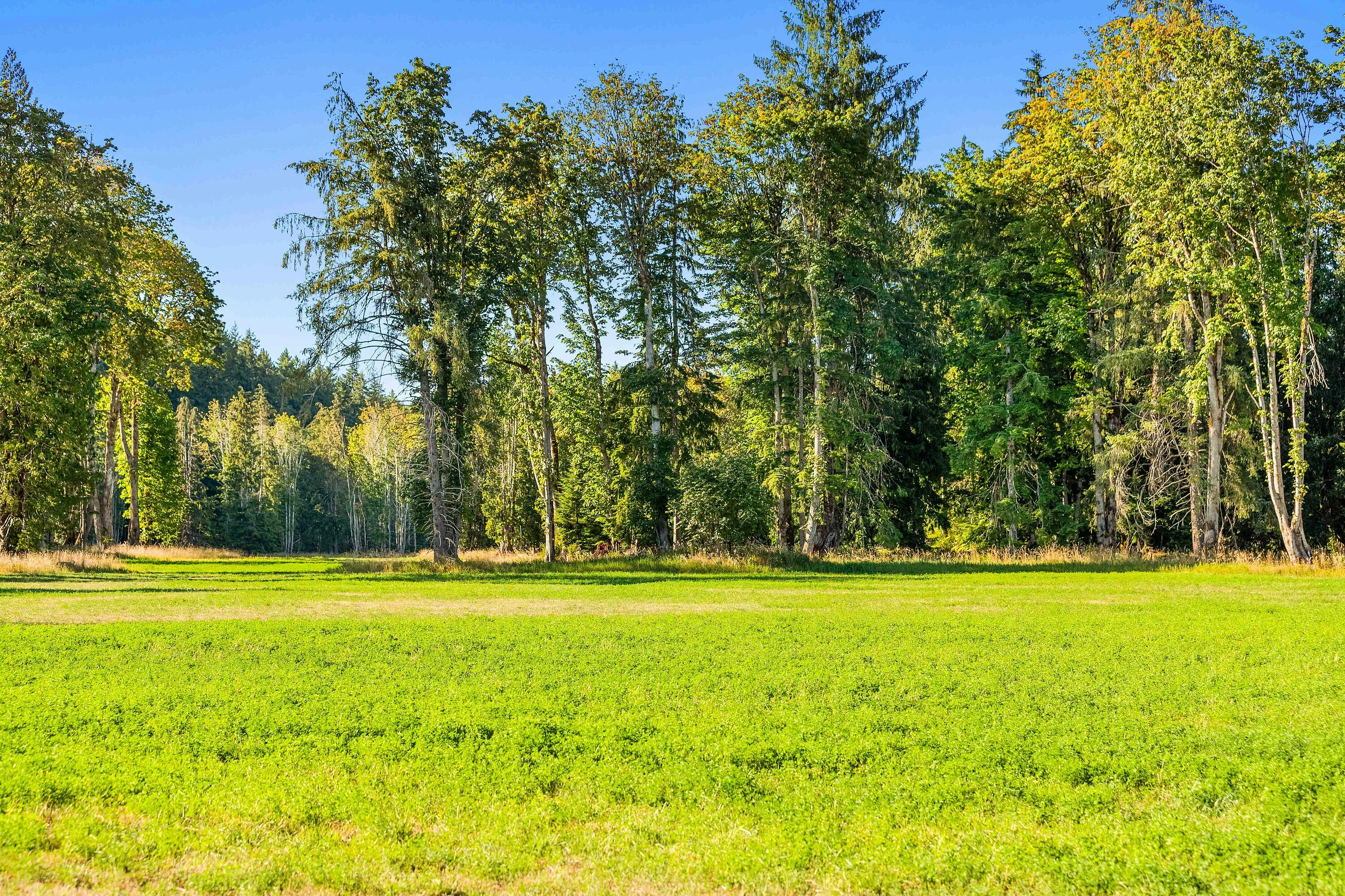Lot-1 Wavell Road, Fanny Bay, BC, V0R 1W0 - 28