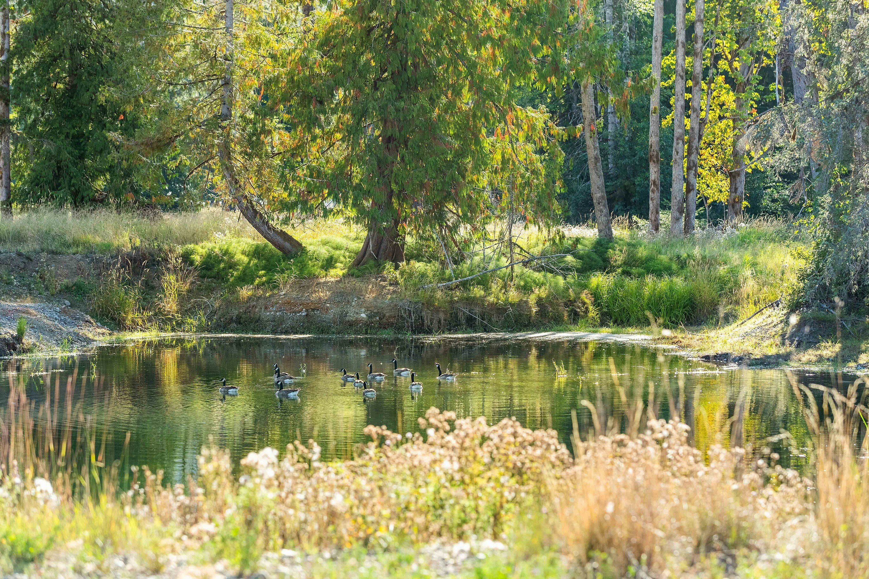 Lot-1 Wavell Road, Fanny Bay, BC, V0R 1W0 - 12