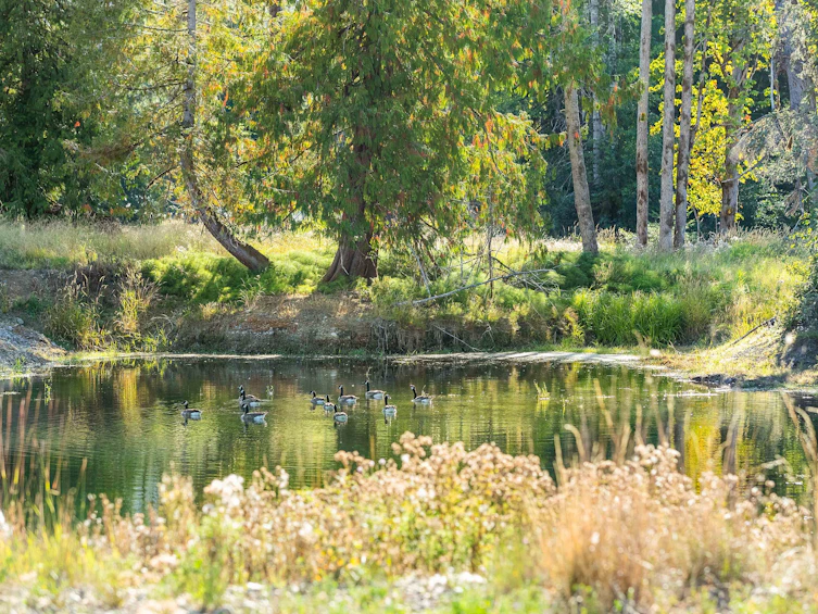 Lot-1 Wavell Road, Fanny Bay, BC, V0R 1W0 - 12