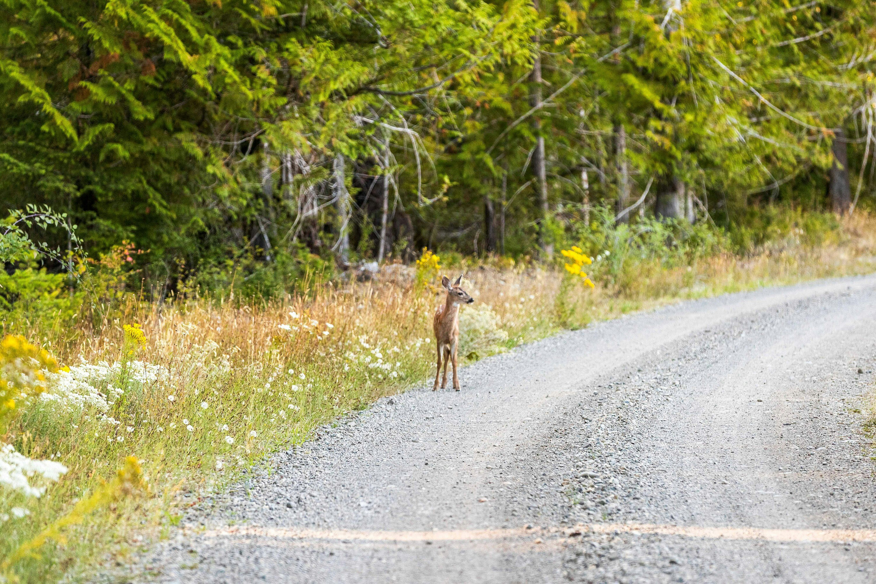 Lot-1 Wavell Road, Fanny Bay, BC, V0R 1W0 - 14