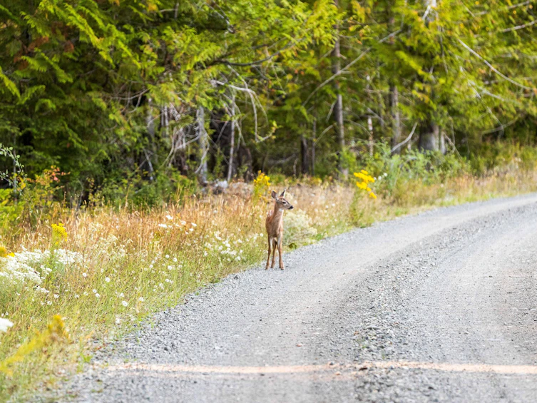 Lot-1 Wavell Road, Fanny Bay, BC, V0R 1W0 - 14