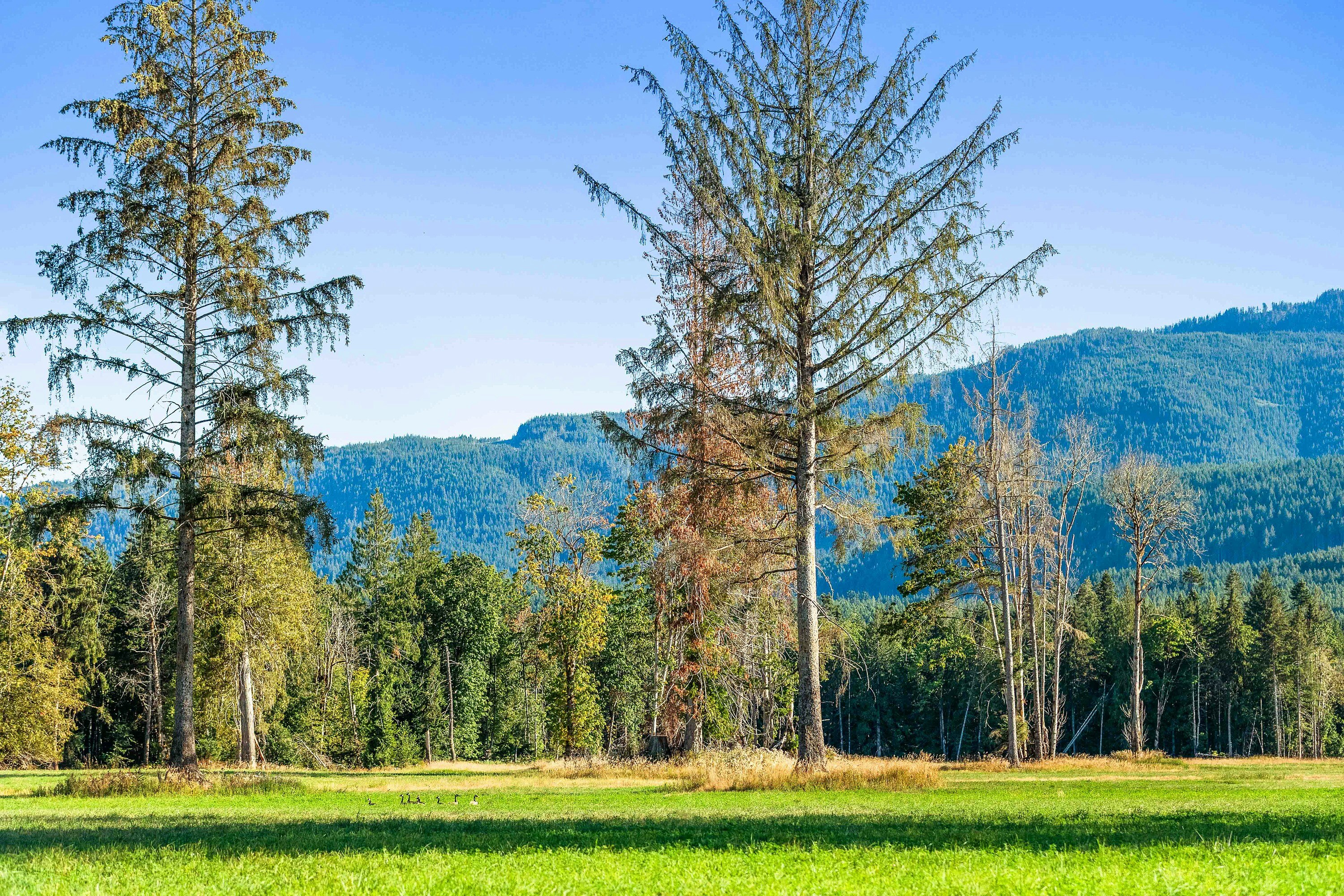 Lot-1 Wavell Road, Fanny Bay, BC, V0R 1W0 - 8