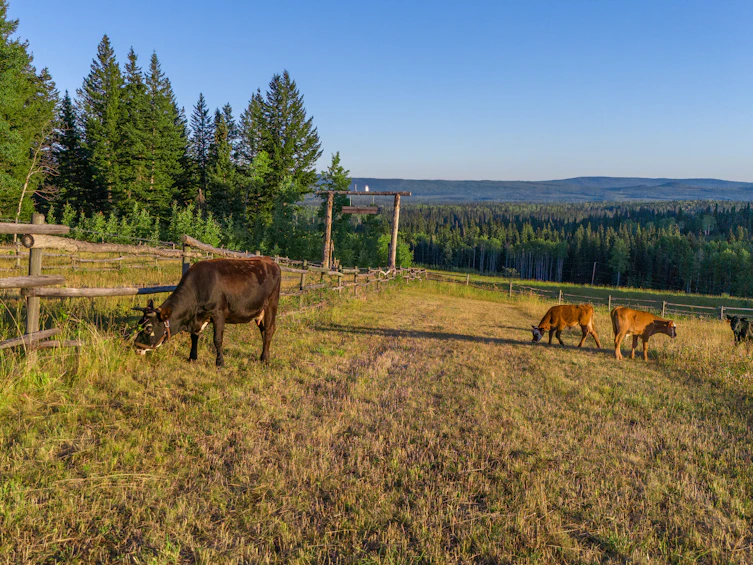 7915 Machete Lake Road, Bridge Lake, BC, V0K 1E0 - 4