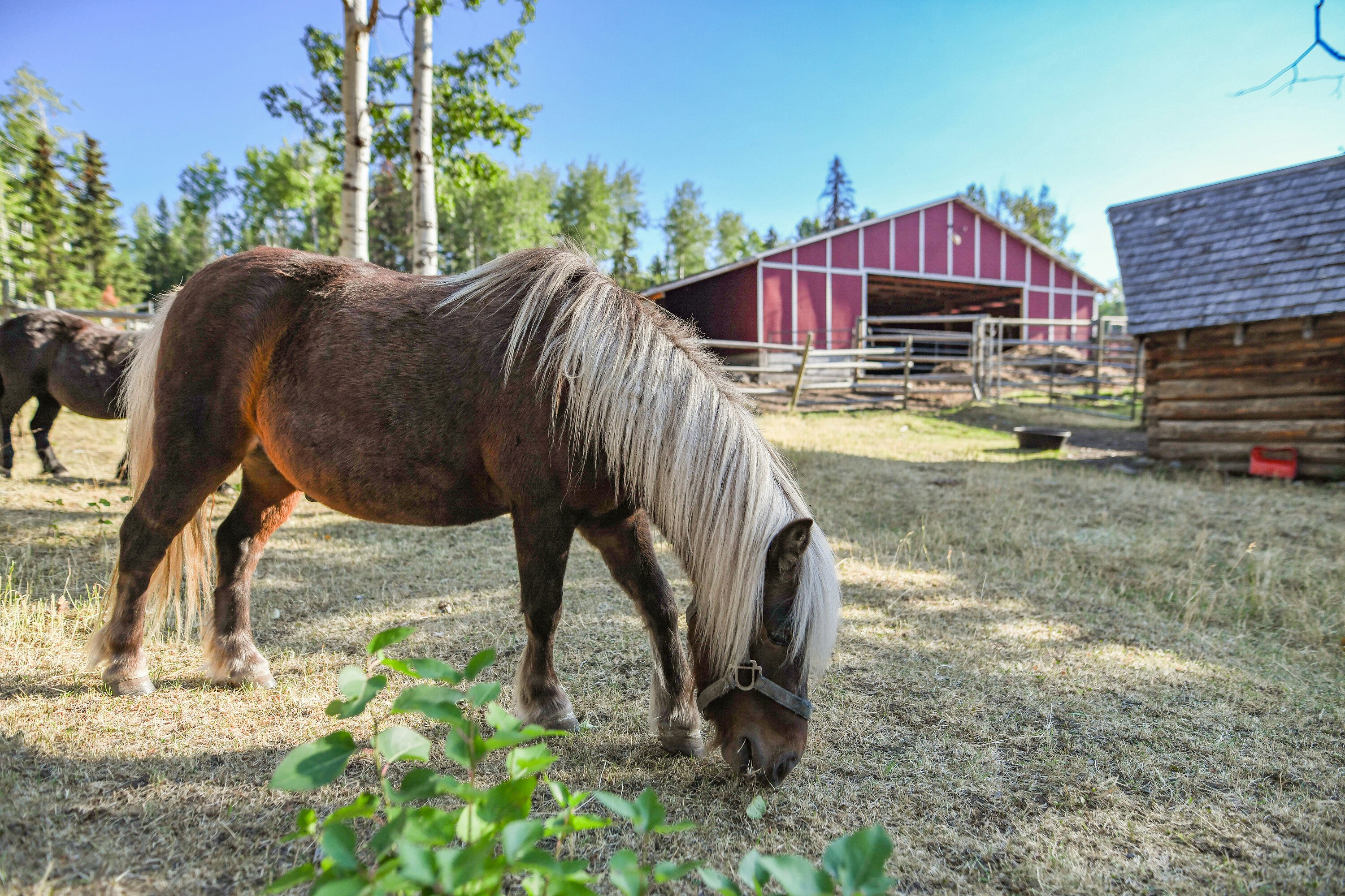 7915 Machete Lake Road, Bridge Lake, BC, V0K 1E0 - 31