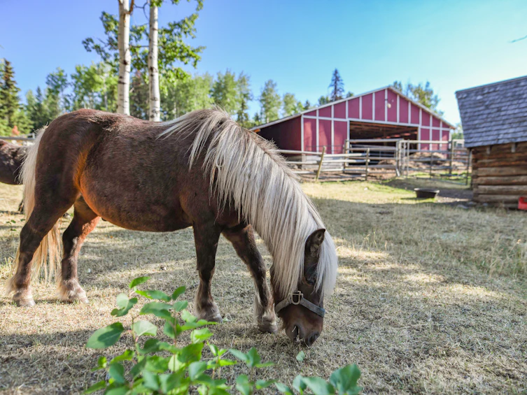 7915 Machete Lake Road, Bridge Lake, BC, V0K 1E0 - 31