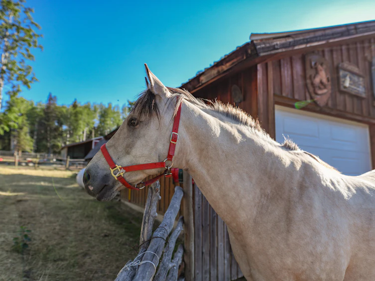7915 Machete Lake Road, Bridge Lake, BC, V0K 1E0 - 27
