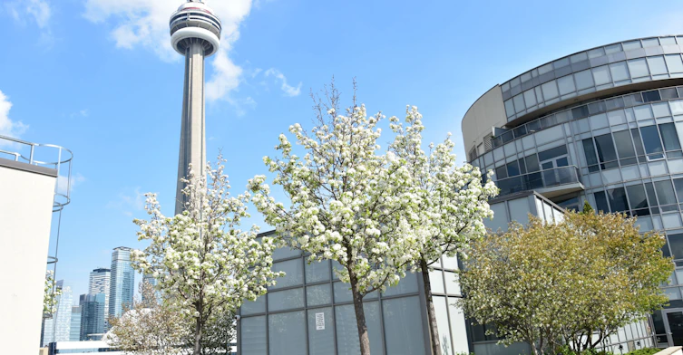 1109-20 Blue Jays Way, Toronto, ON, M5V 3W6 - 40