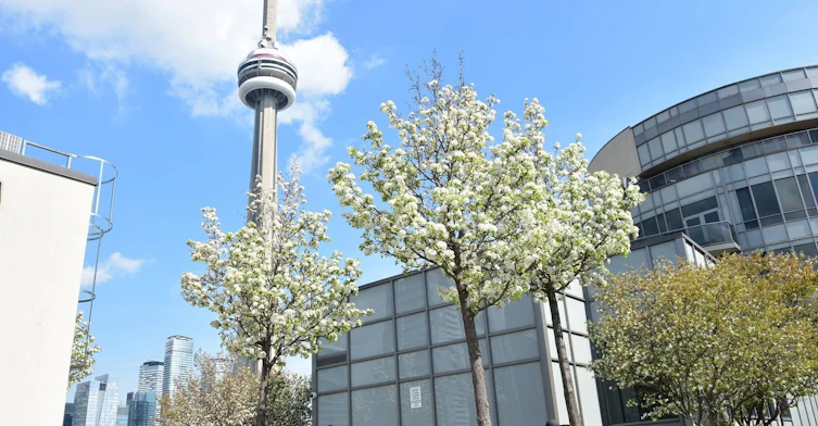517-20 Blue Jays Way, Toronto, ON, M5V 3W6 - 31