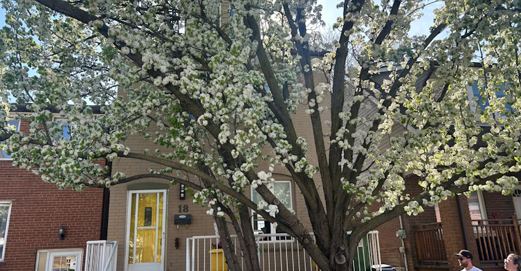 upper-18 Pape Avenue, Toronto, ON, M4M 2V6