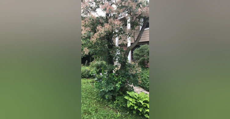 1 Park Brook Place, Markham, ON, L3T 2J9 - 36