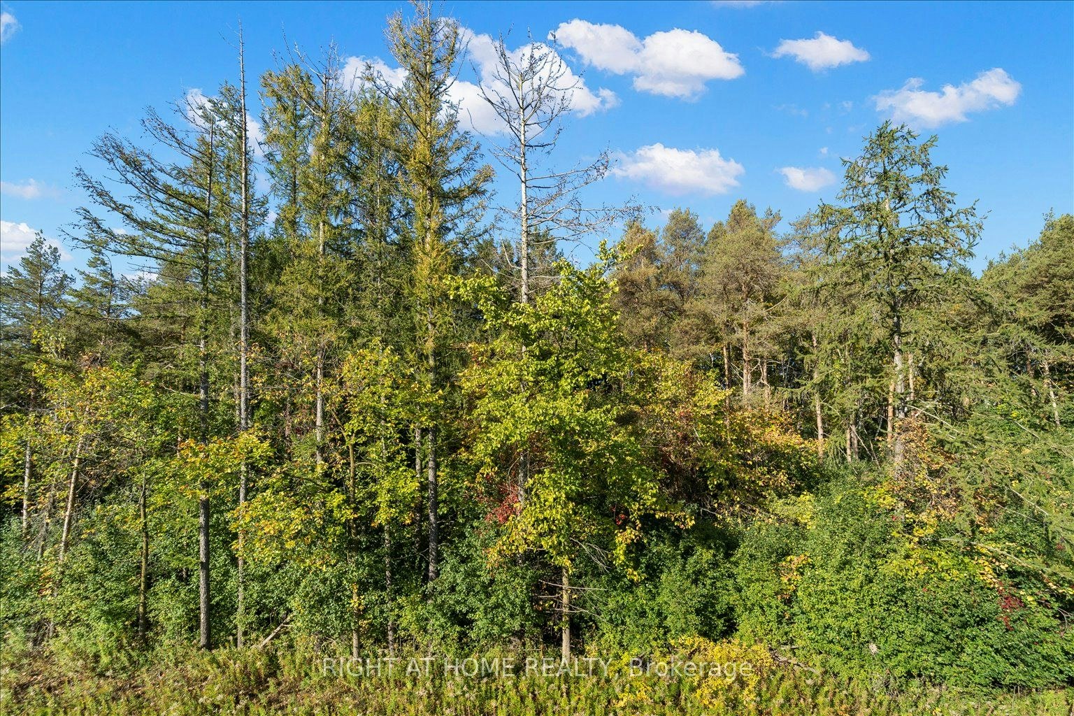 121 Milky Way Drive, Richmond Hill, ON, L4C 4L9 - 41