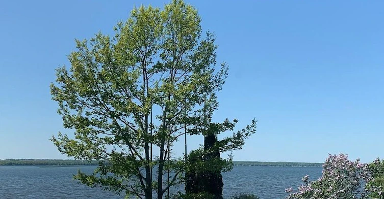 44 Shirlea Boulevard, Georgina, ON, L4P 1K9 - 13