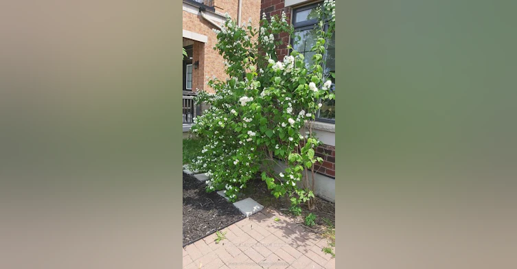 25 Sibella Way, Vaughan, ON, L4H 3V6 - 32