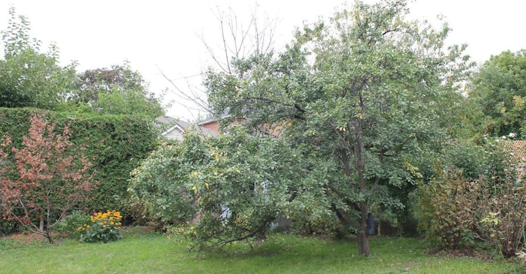 Main-14 Treeview Drive, Toronto, ON, N0B 2N0 - 13