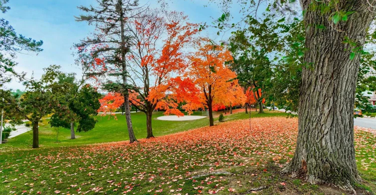 Lower-5 Brendwin Road, Toronto, ON, M6N 4V6 - 14