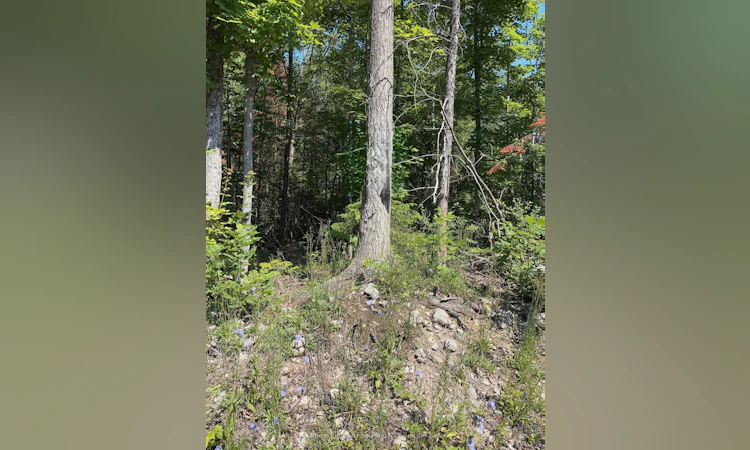 Lot 30 White Valley Road