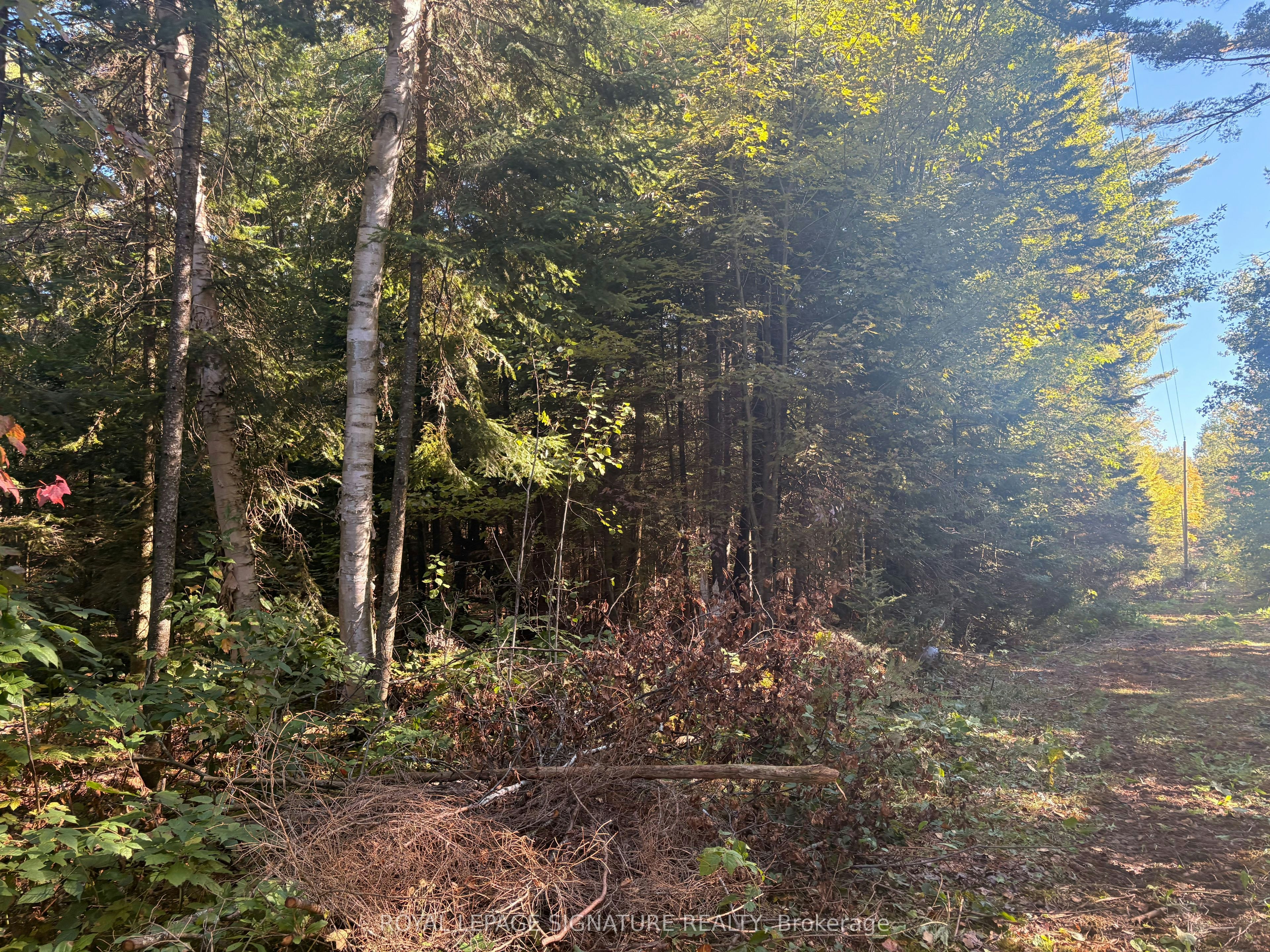 63 Bunny Trail, McDougall, ON, P2A 2W7