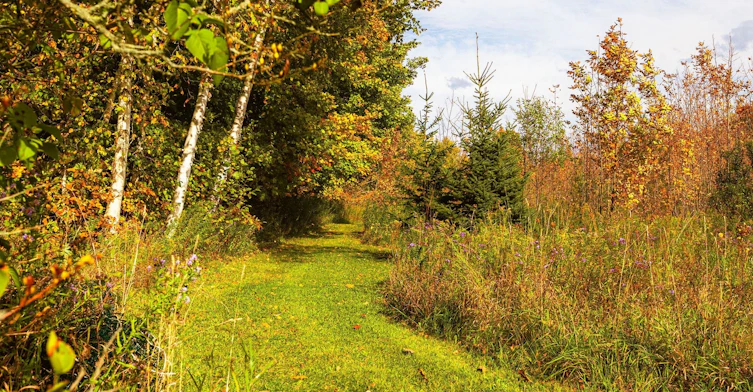 427371 25 Sideroad N/A E, Mono, ON, L9V 1E7 - 37