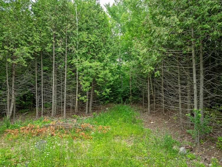 LOT 31 8th Concession B, Grey Highlands, ON, N0C 1M0 - 3