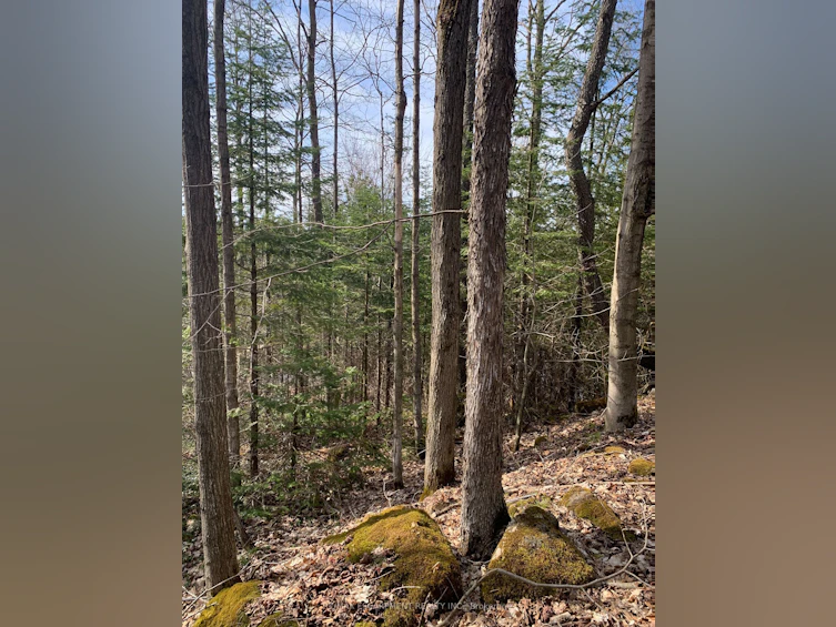 LOT 31 8th Concession B, Grey Highlands, ON, N0C 1M0 - 4