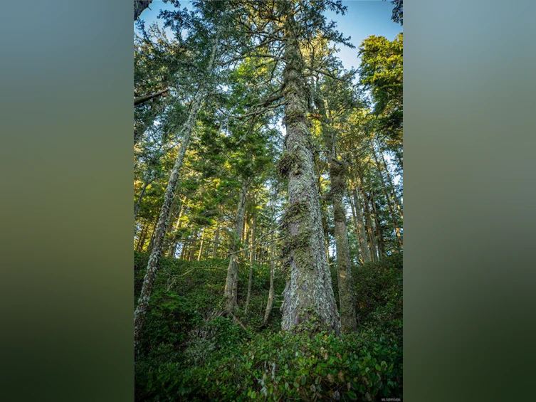 0 Francis Island, Ucluelet, BC, V0R 3A0 - 33