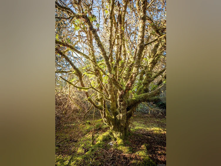 0 Francis Island, Ucluelet, BC, V0R 3A0 - 42