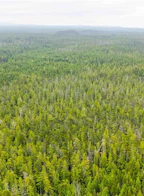 Dl 1390 Alaska Pine (Off) Rd