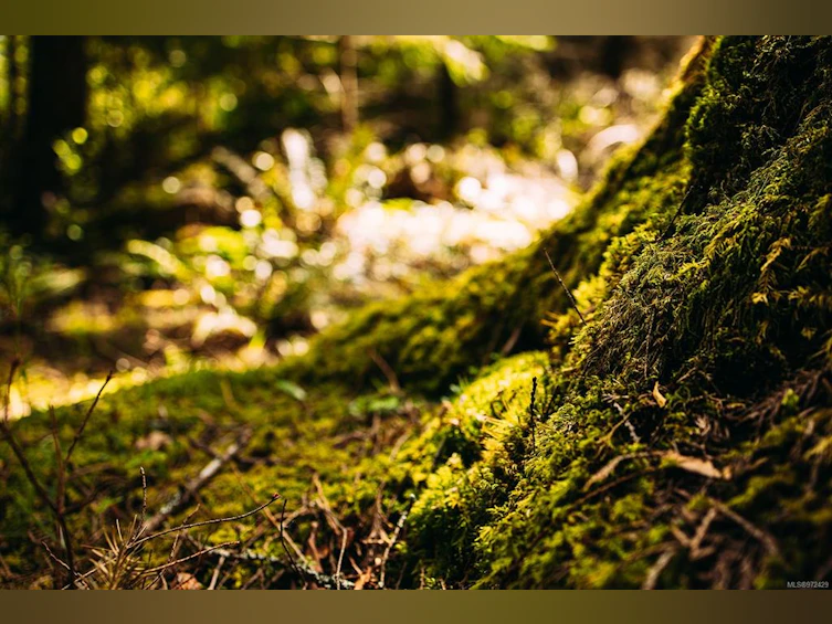 Lt 14 Sitka Grove, Gabriola Island, BC, V0R 1X1 - 9